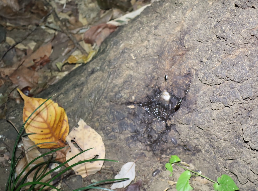 根元付近の樹液_No.3のクヌギ_クワガタ達のオアシス_2023年10月19日19時5分 気温19.1度